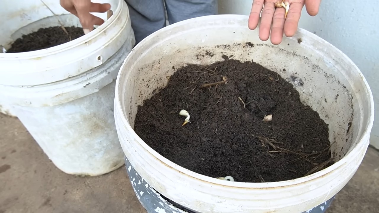Growing peanuts in your backyard
