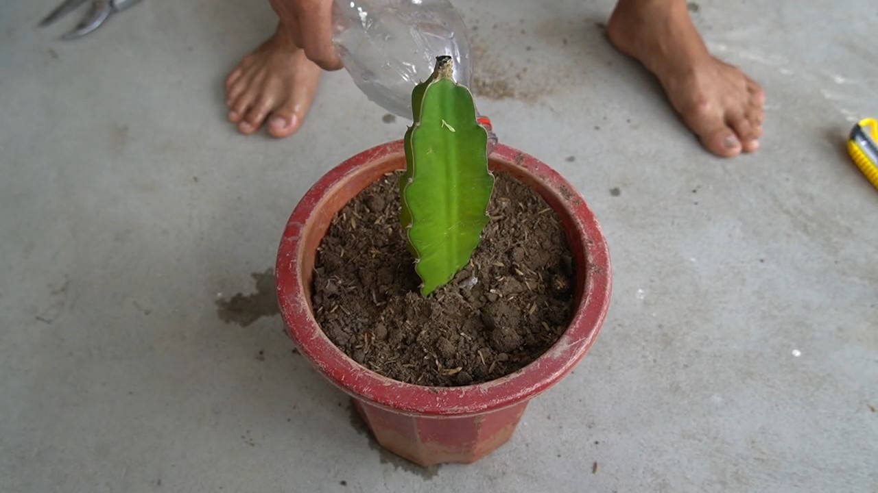 Dragon Fruit Cuttings Propagation