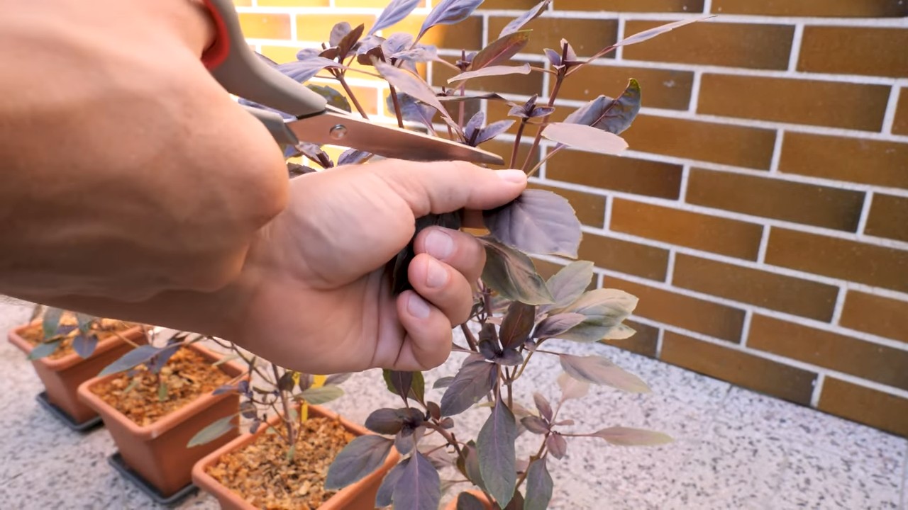 Growing Purple Basil Container