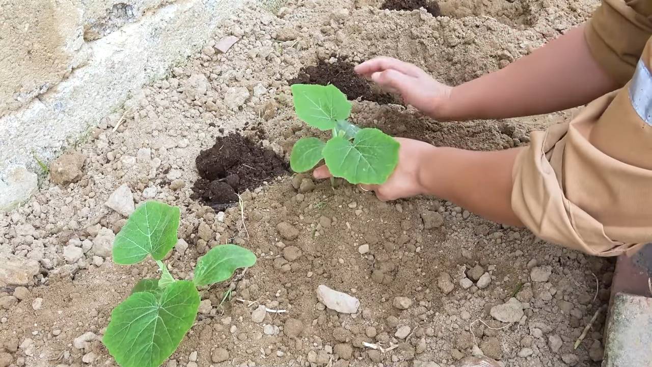 Grow bottle gourds easily
