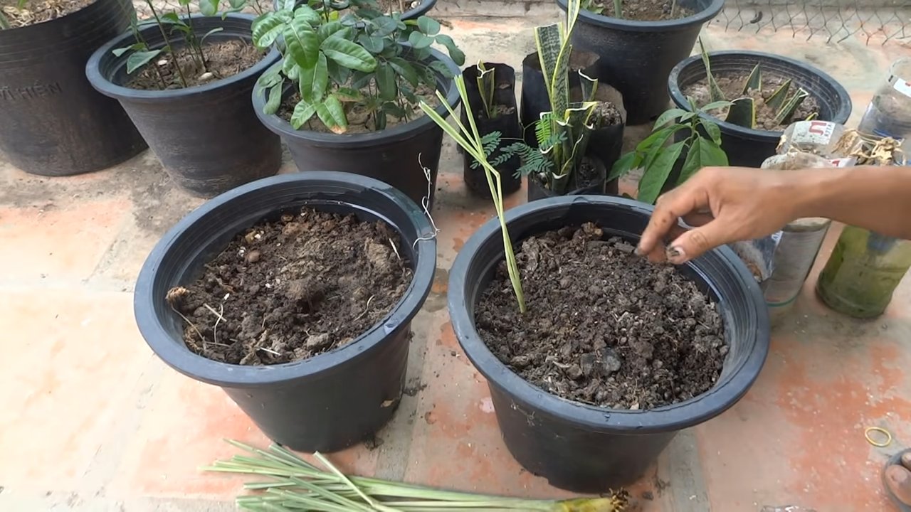 Growing Lemongrass Indoors