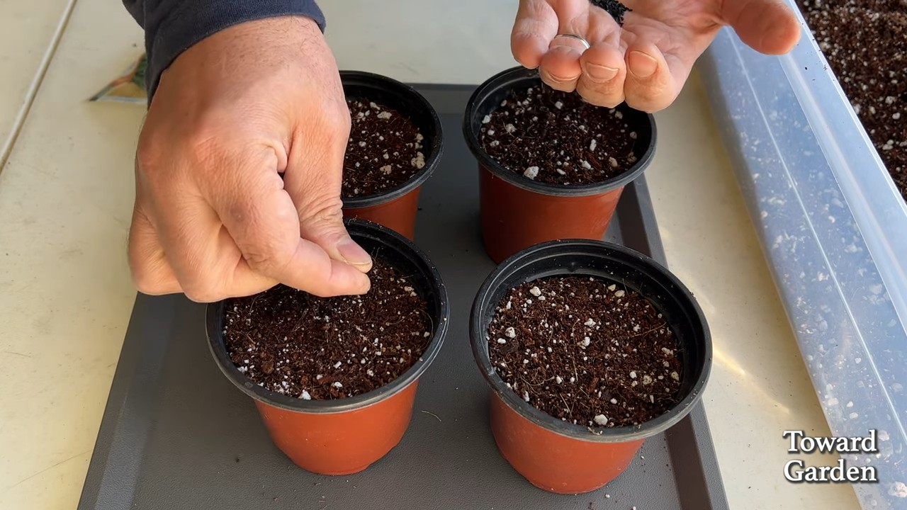 Growing Chives Indoors