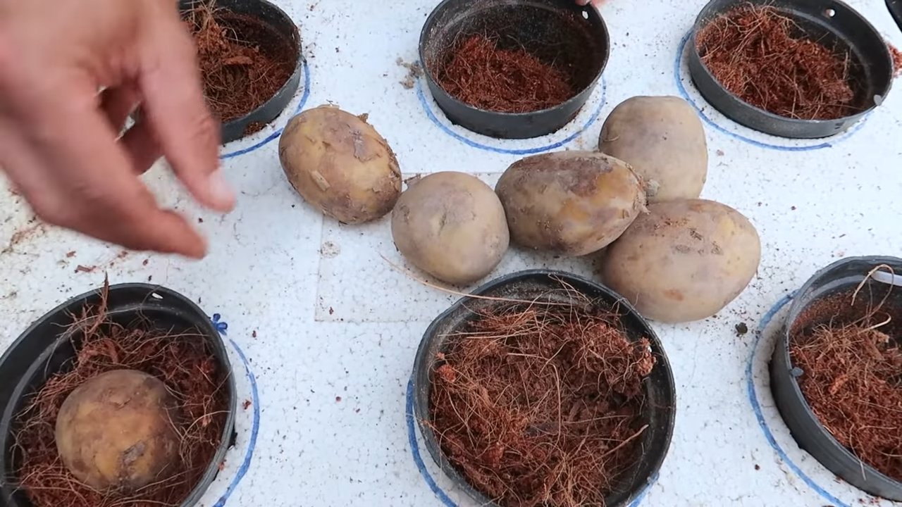 Water potato styrofoam growing