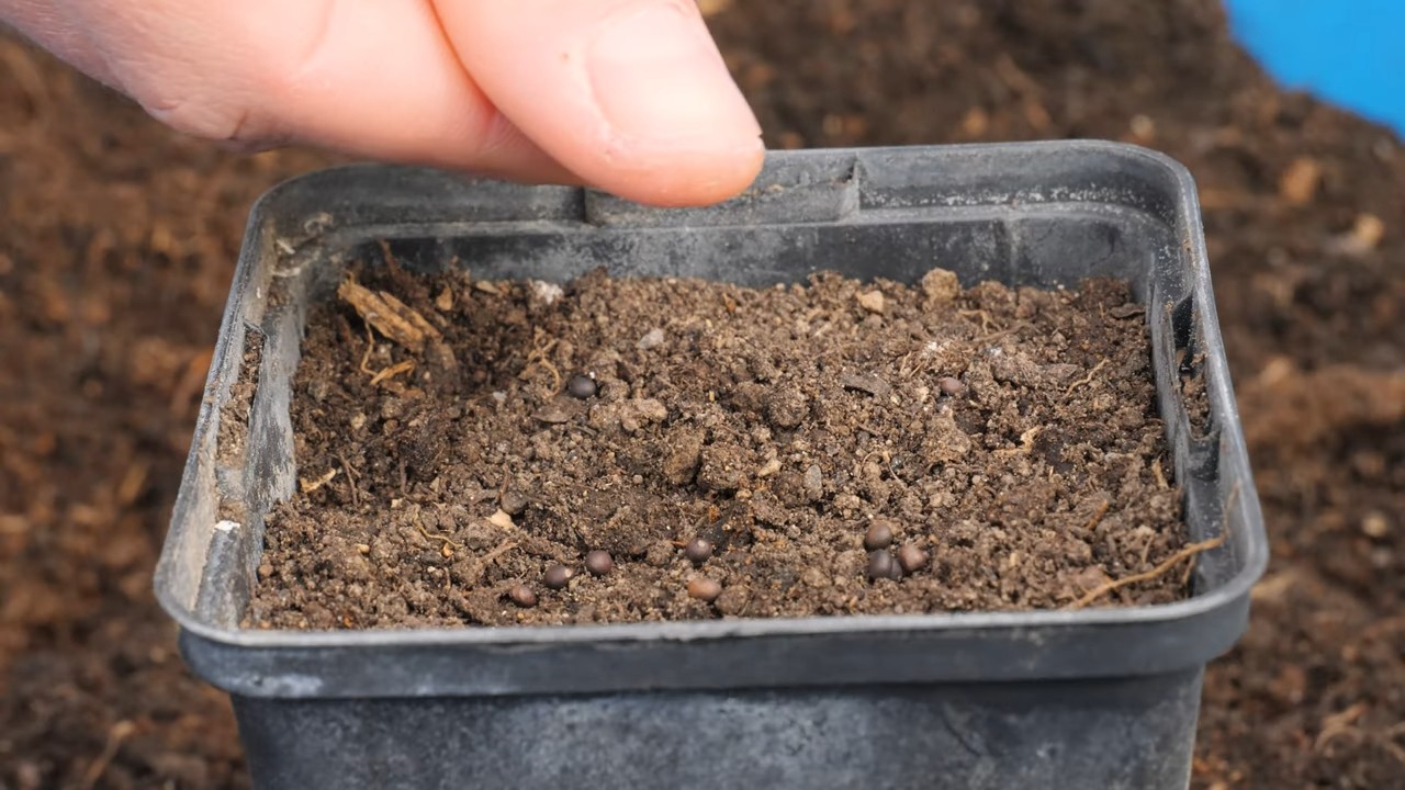 Grow Sage in Kitchen