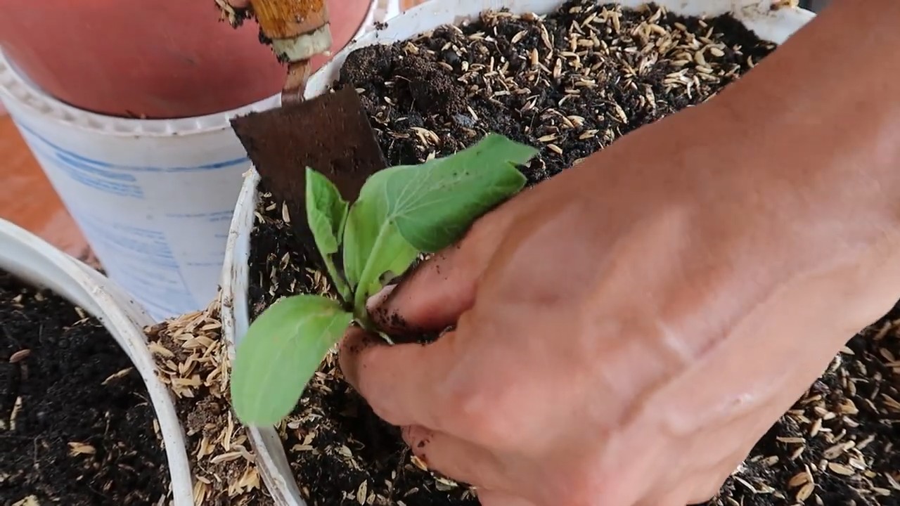 Growing gourds smart way
