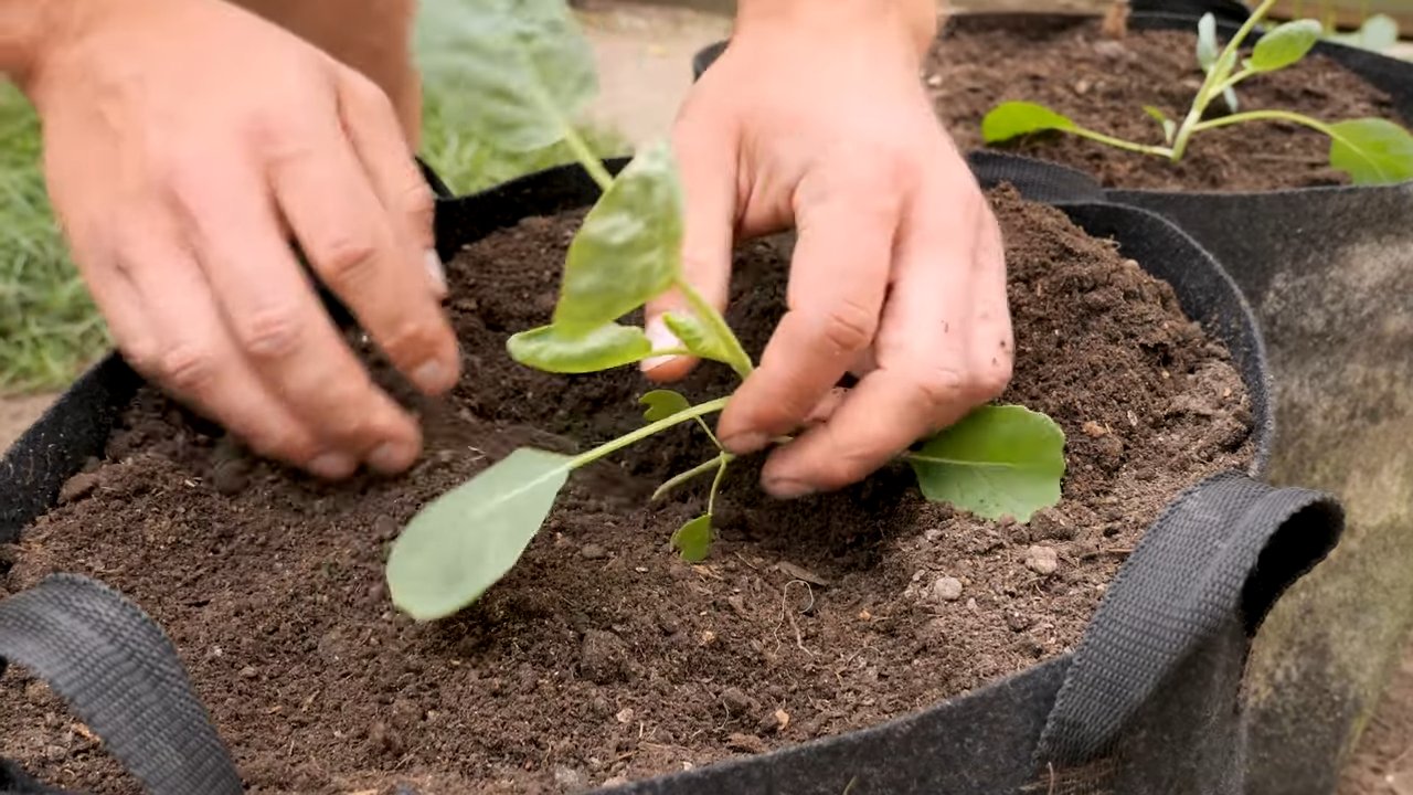 Growing Brussels Sprouts Home