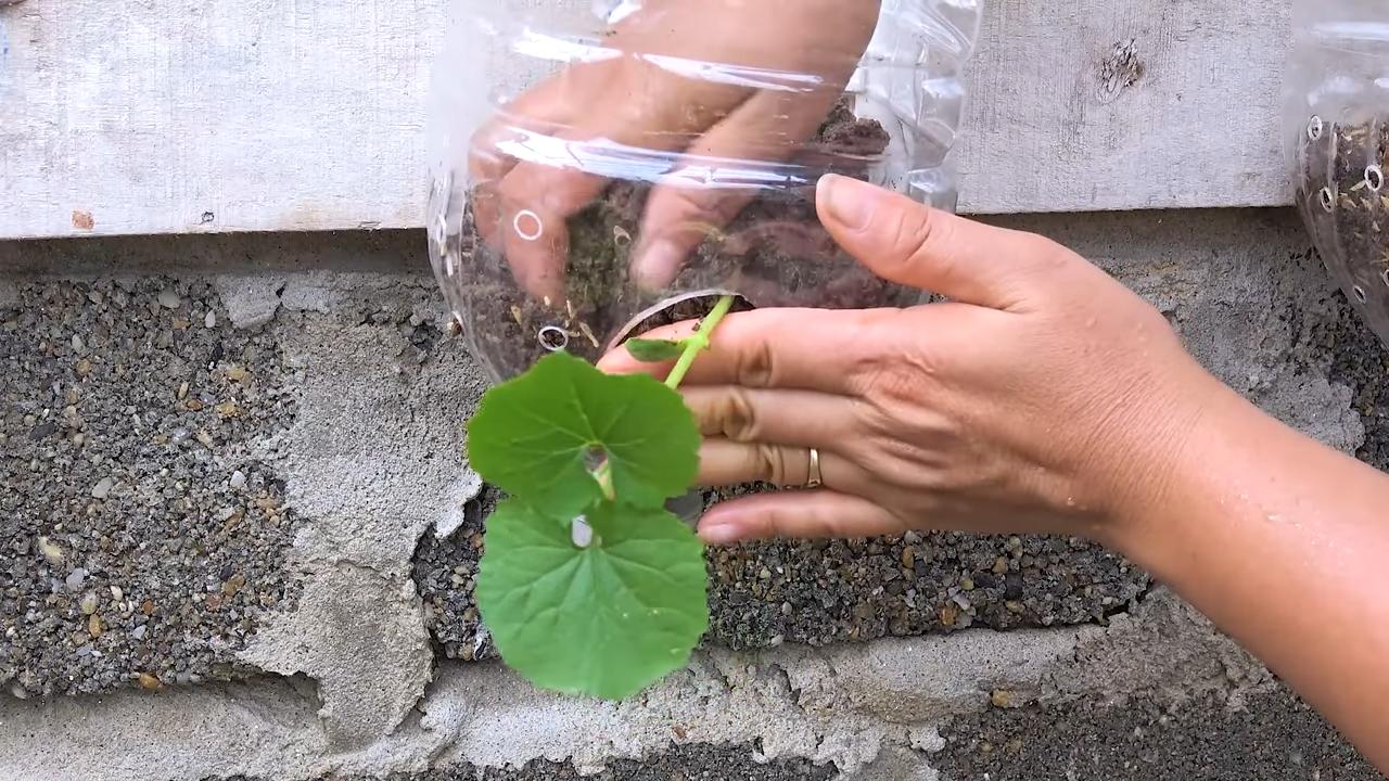Growing bitter melon indoors