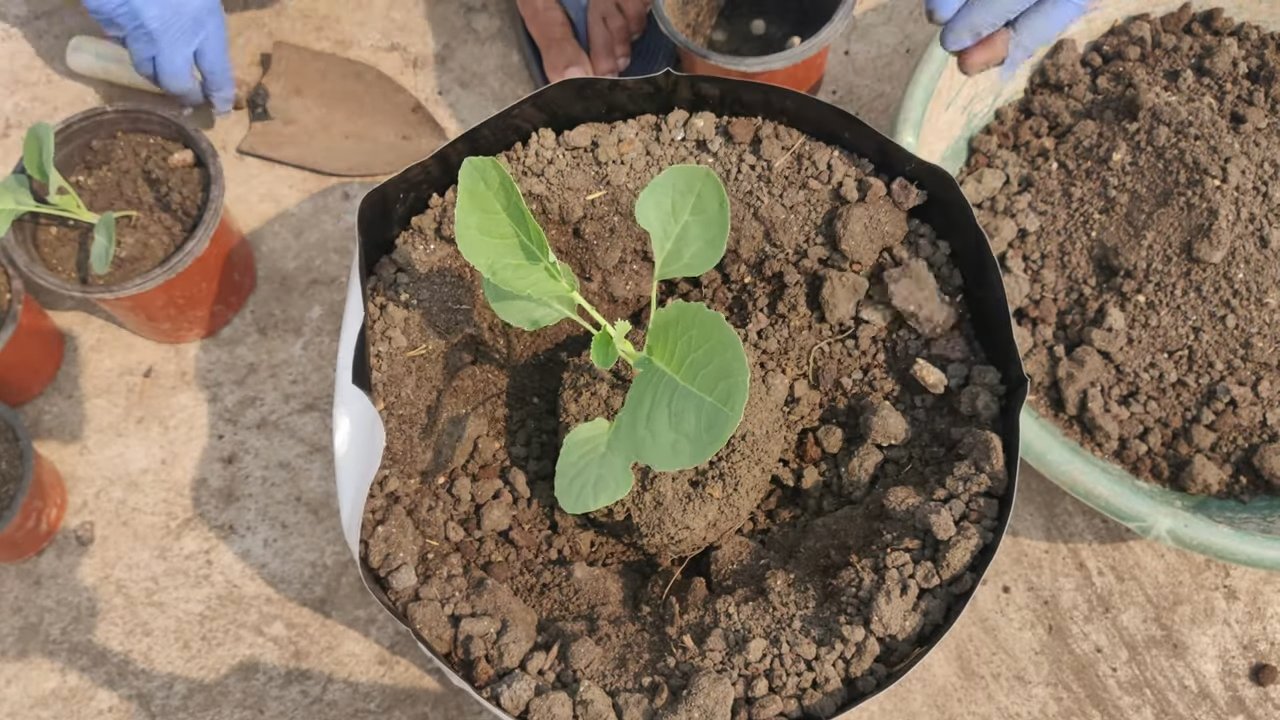 Grow Cauliflower at Home