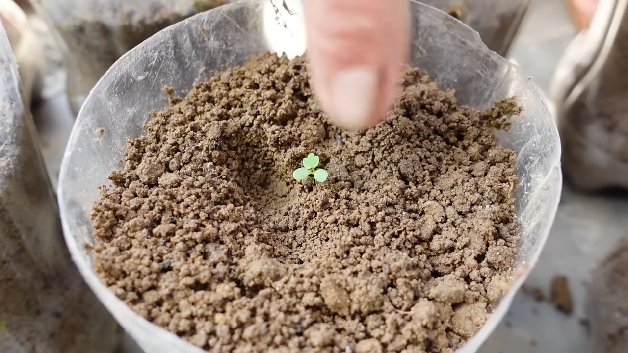 Growing Strawberries at Home