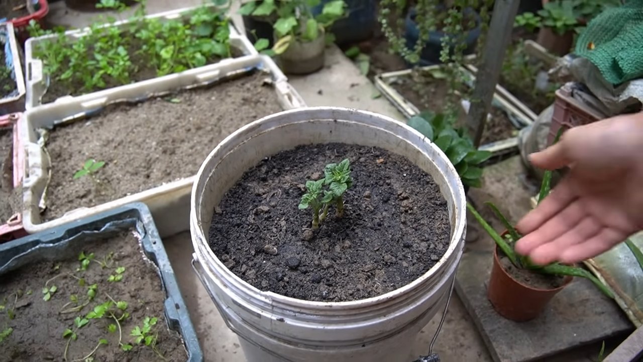 Growing potatoes and bell peppers