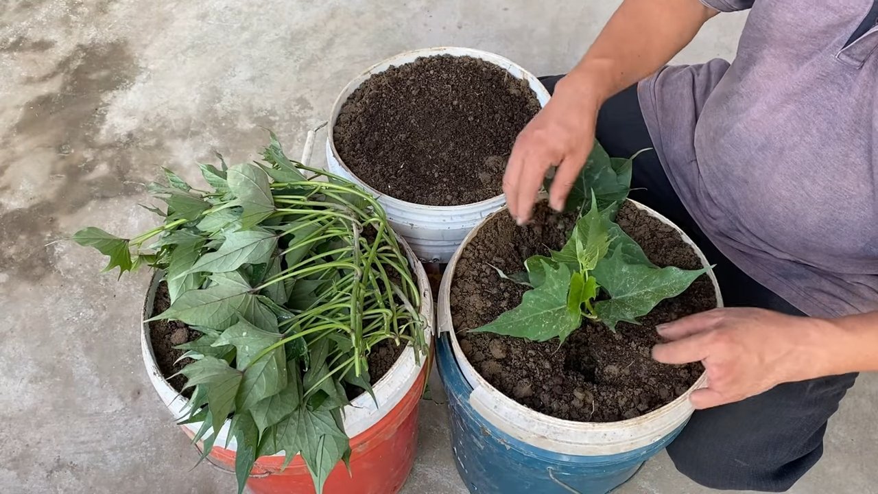 Growing sweet potatoes containers