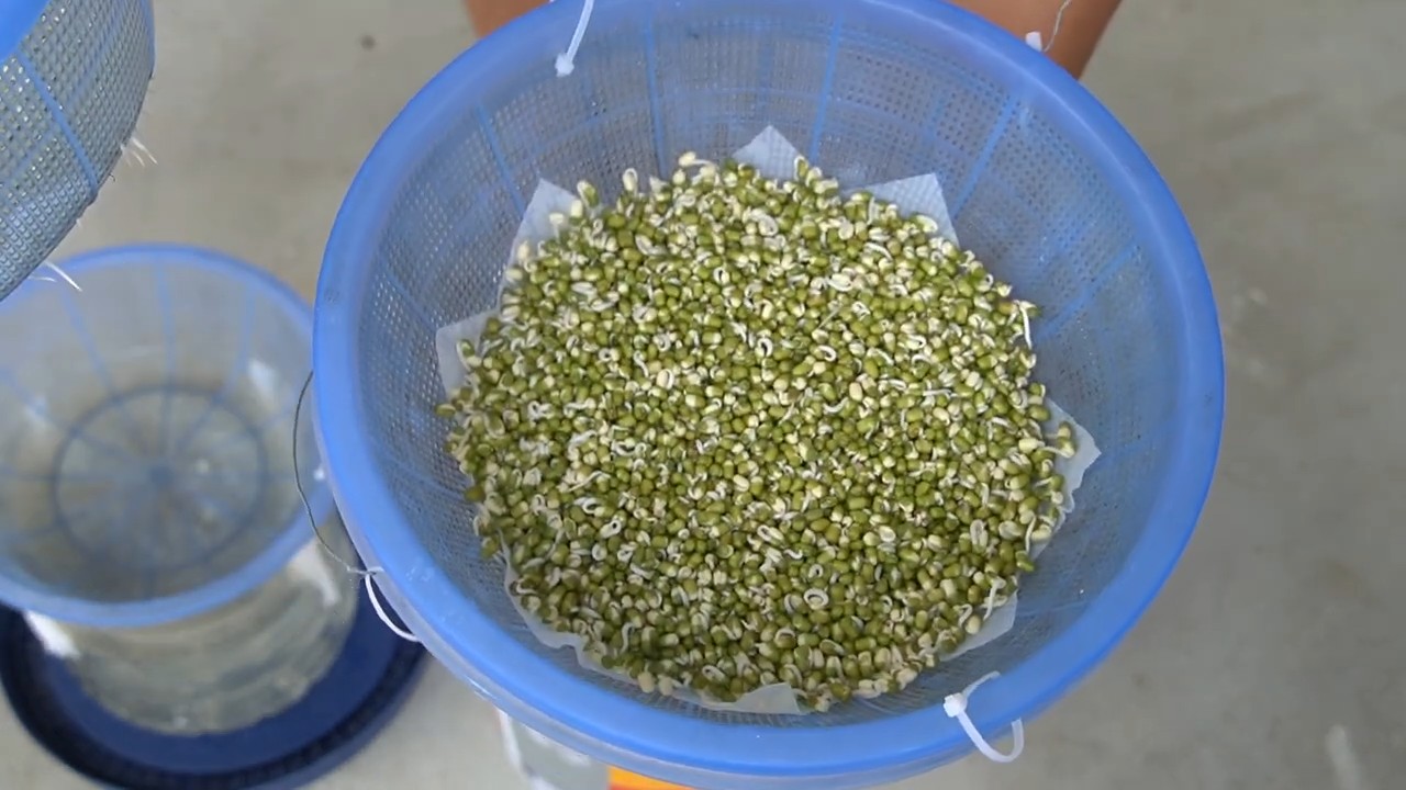 Grow Bean Sprouts at Home