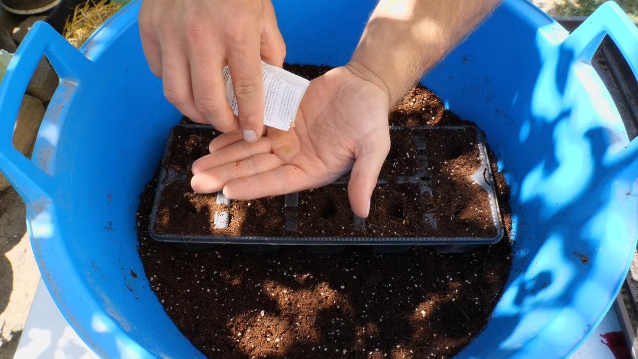Grow Spinach Indoors Easily