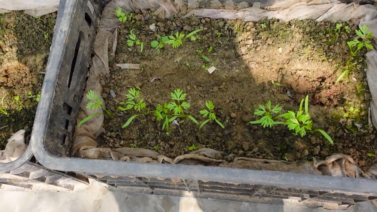 Grow Purple Carrots Easily