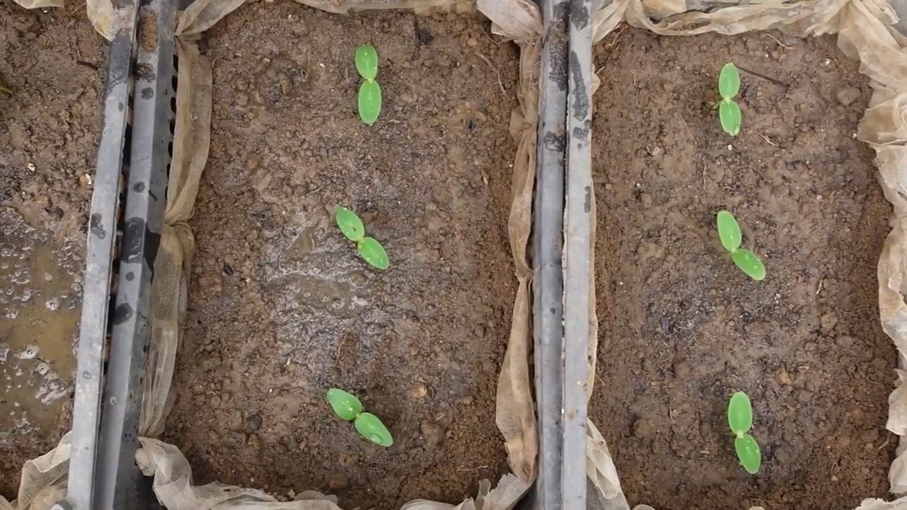 Cucumber harvesting mistakes