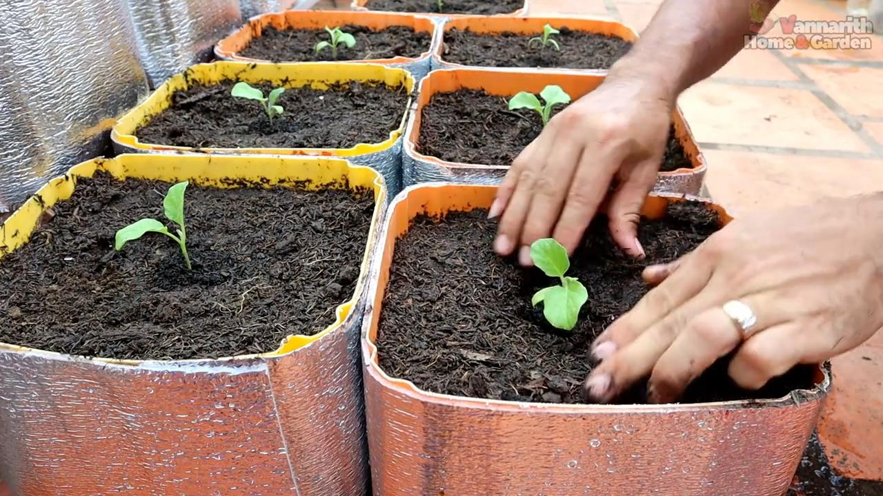 Grow Eggplants at Home