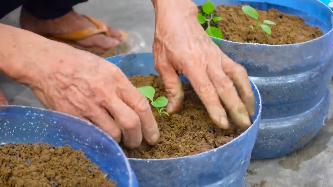 Growing eggplants at home