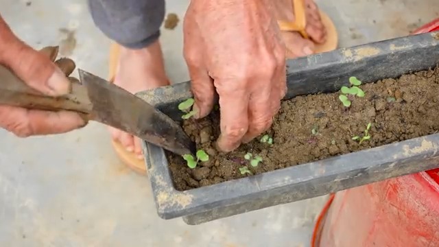 Grow Queen Cabbage at Home