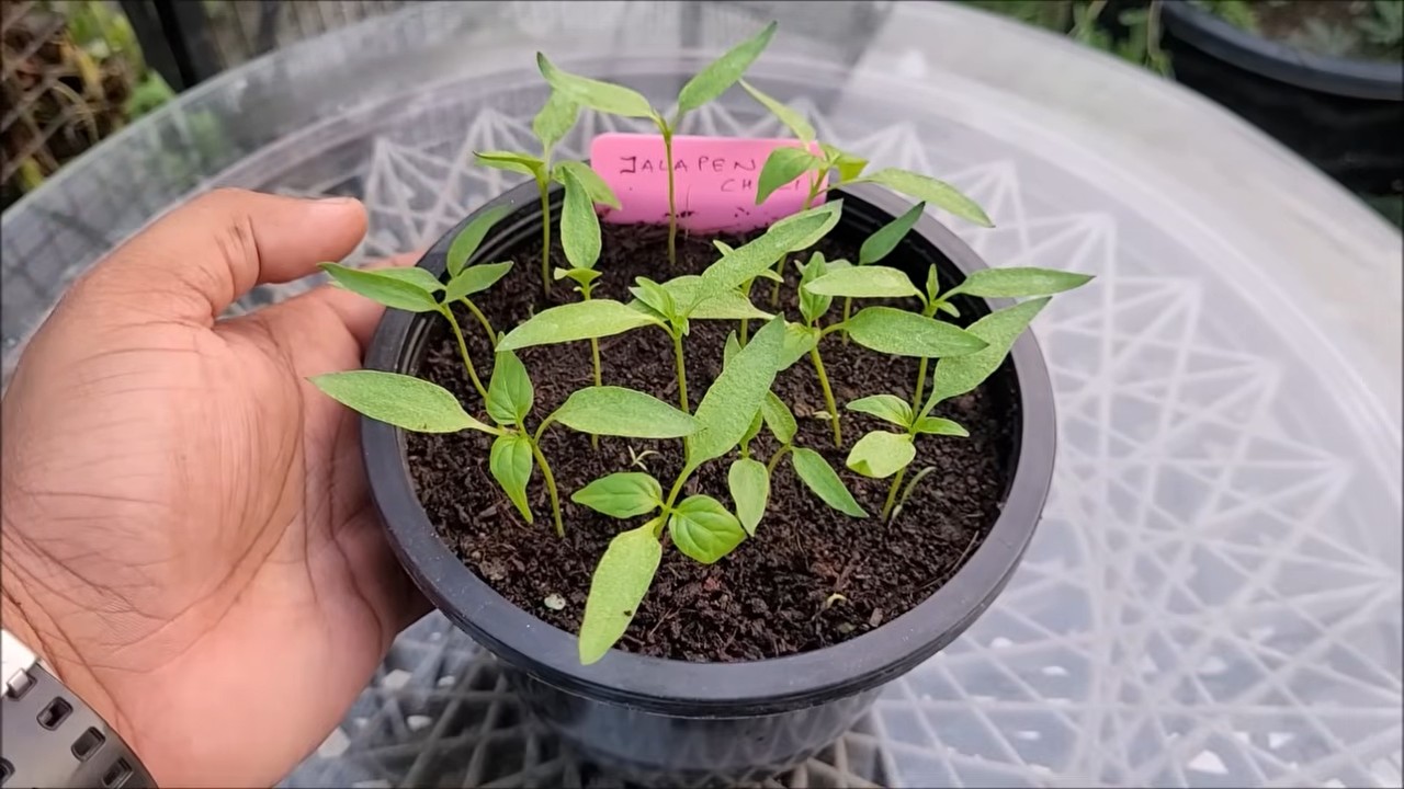 Grow Jalapeno Peppers