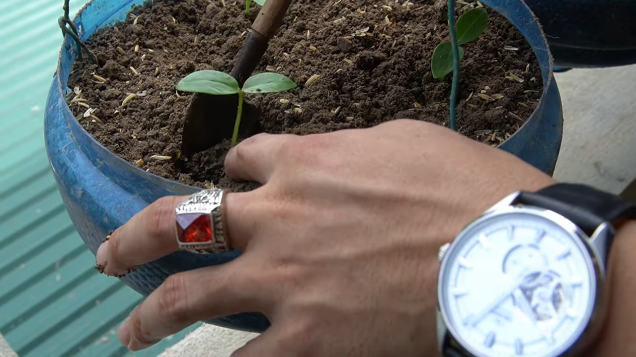Harvest Malabar Spinach at Home