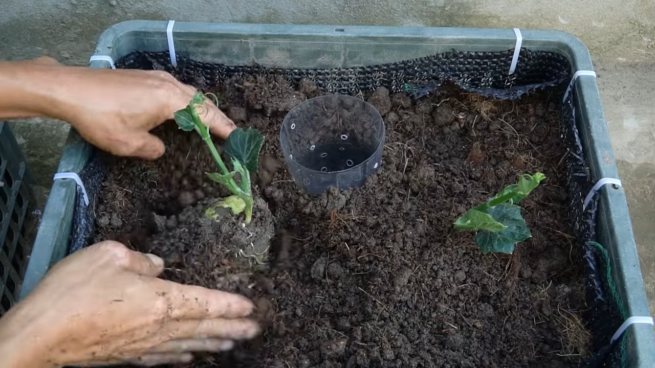 Growing chayote successfully