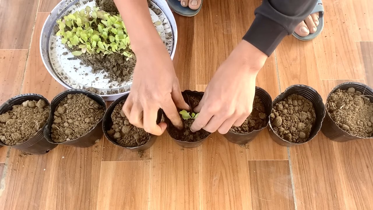 Growing Lettuce Indoors