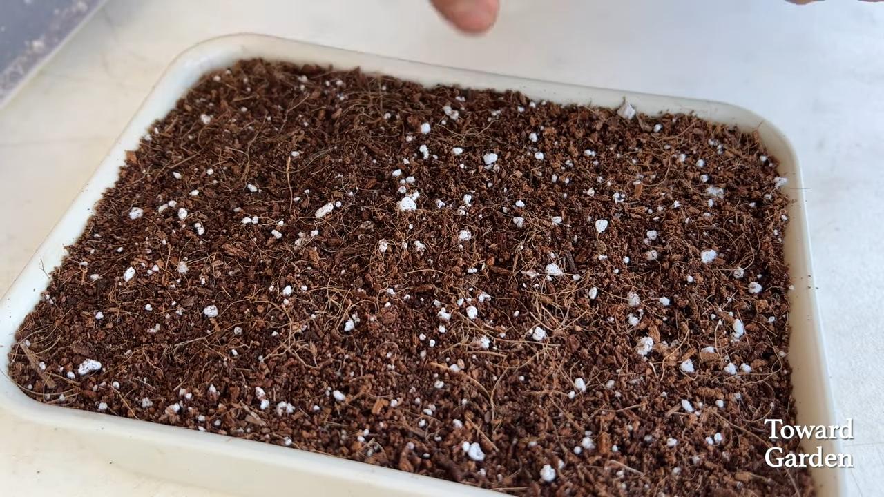 Growing oregano at home