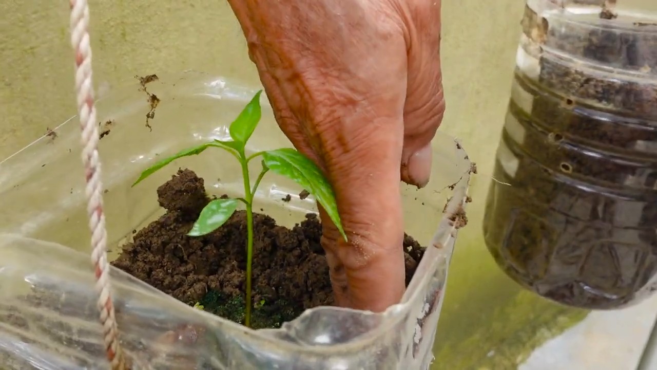 Balcony Chili Growing Tips