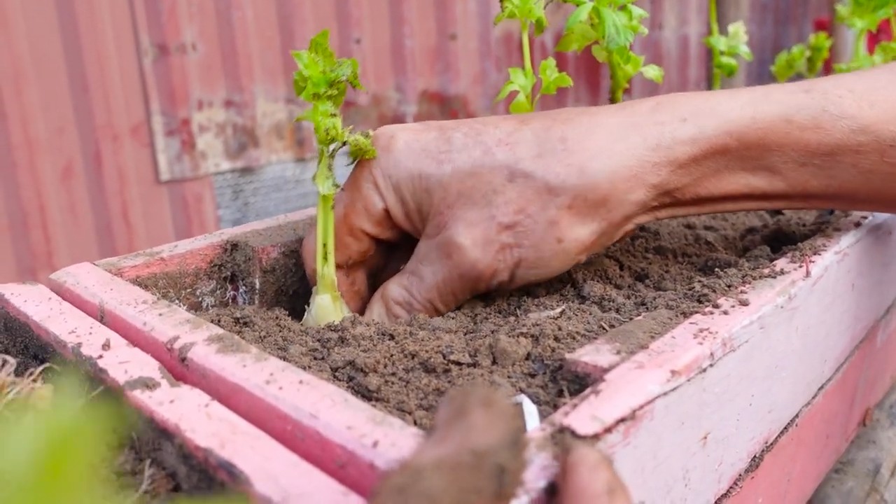 Growing celery along fence