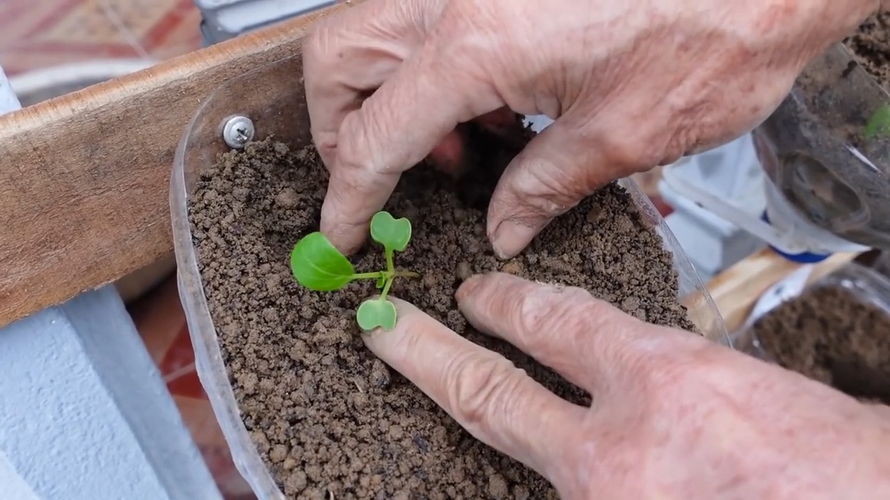 Grow Bok Choy on Roof
