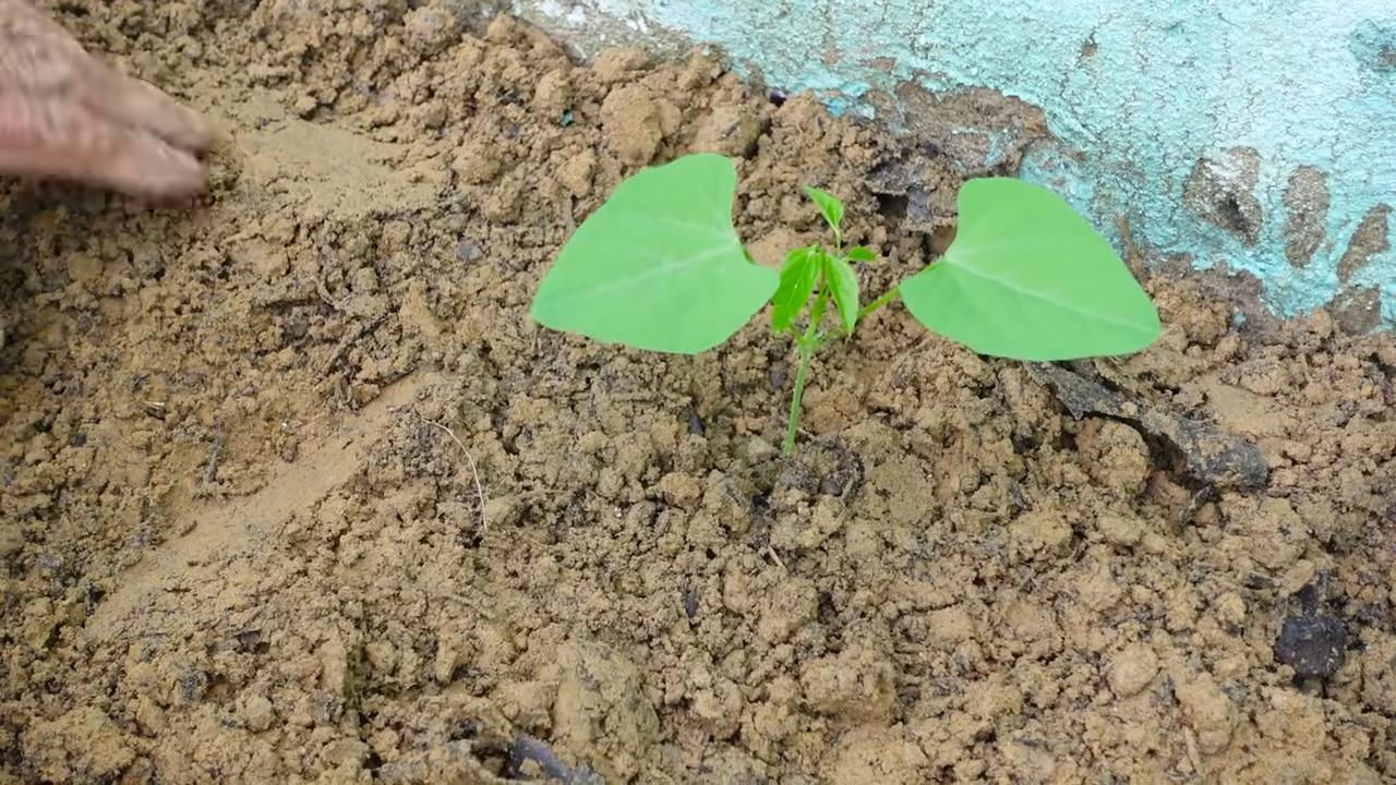 Grow Dragon Beans at Home