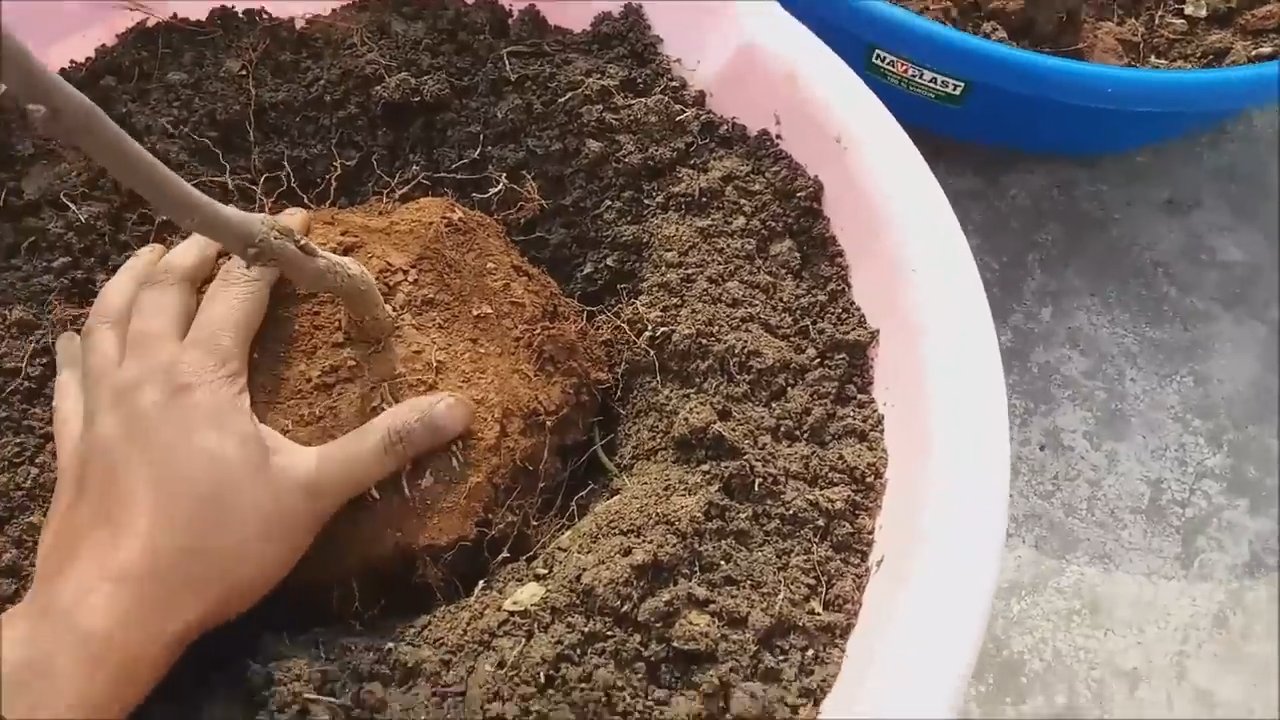 Growing Jujube in Containers