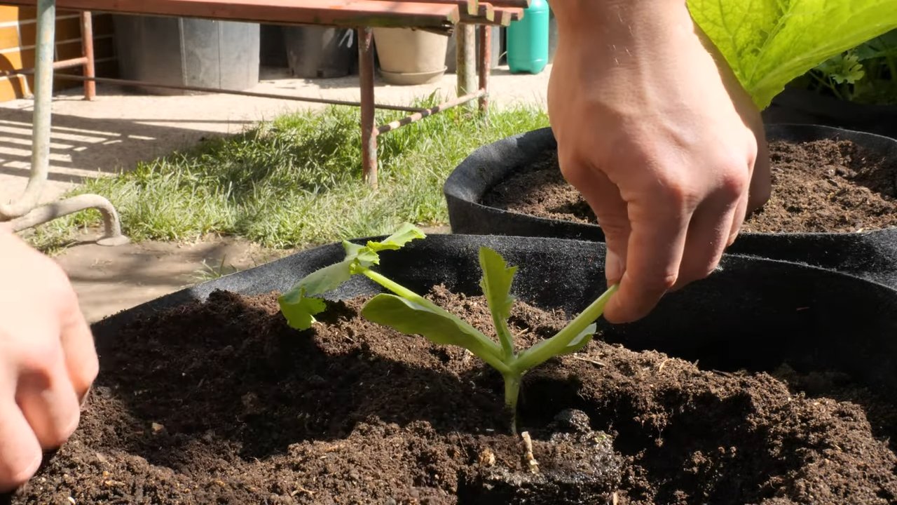 Grow Zucchini in Grow Bags