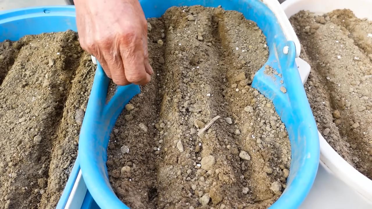 Growing carrots indoors