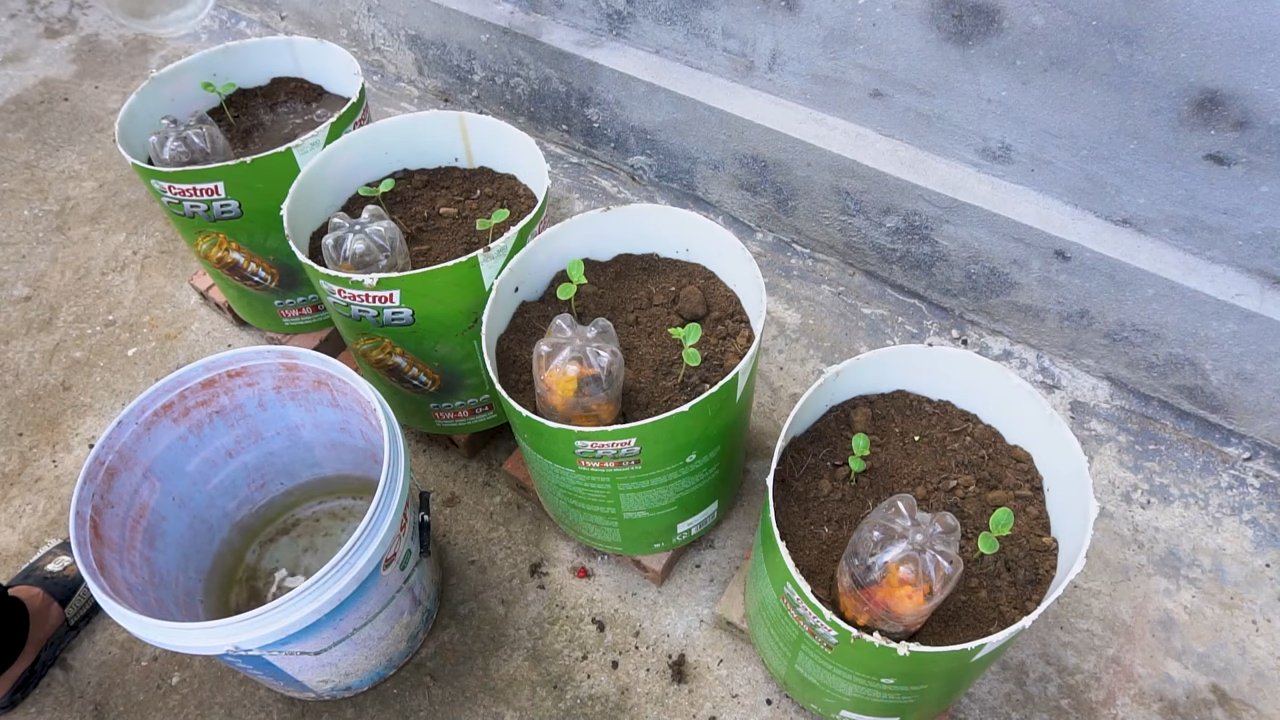 Grow Watermelon at Home