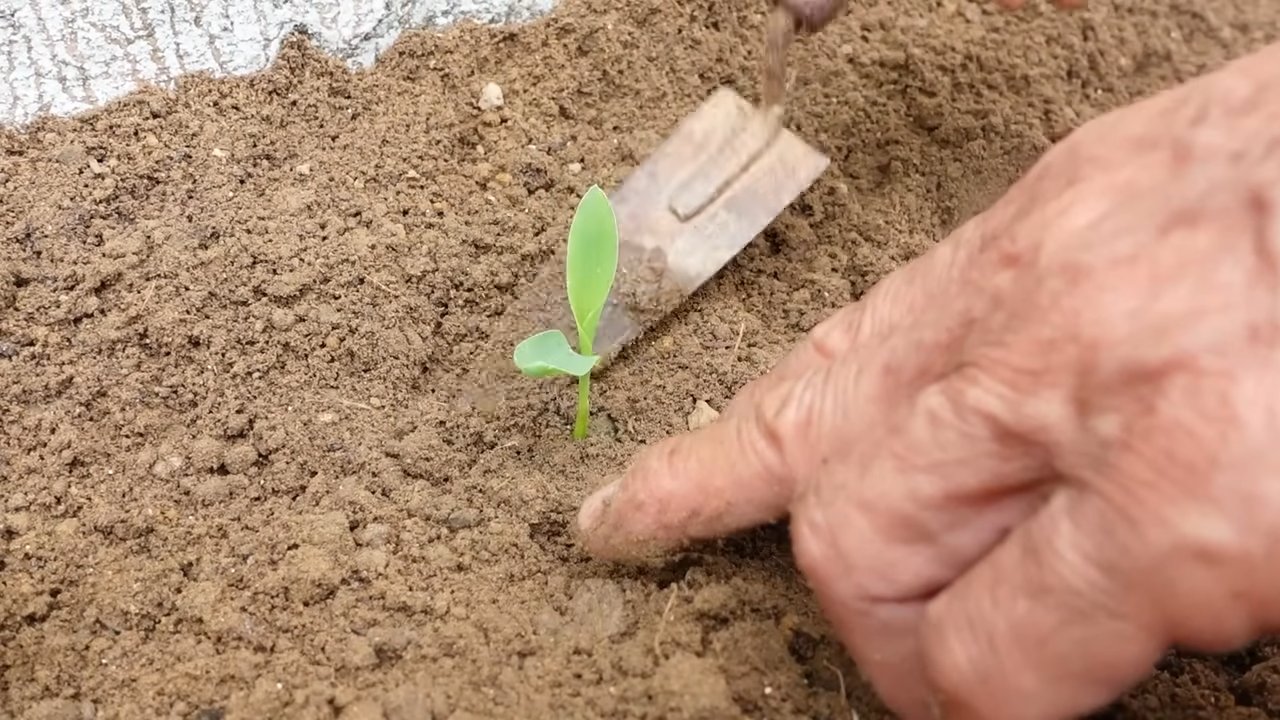 Growing corn concrete yard