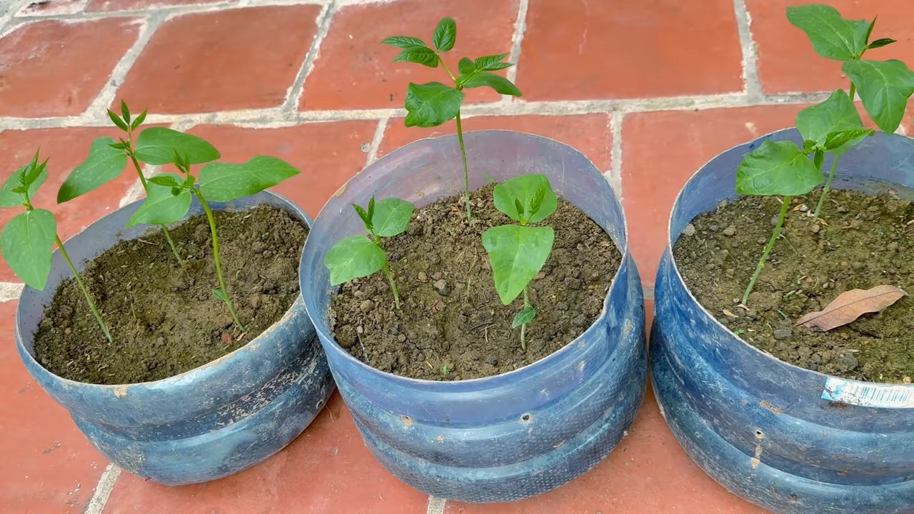Cowpea garden at home
