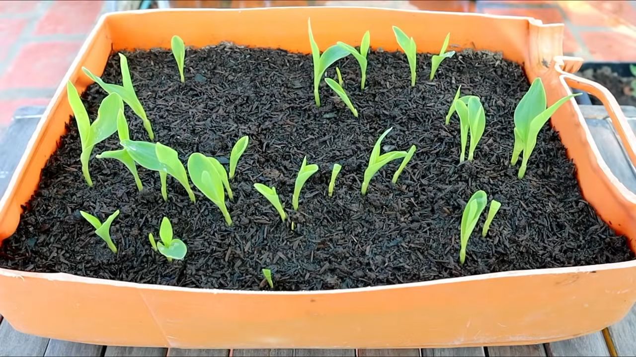 Grow corn indoors