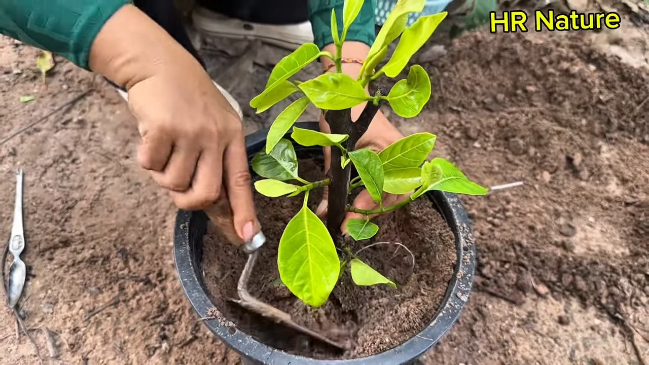 Grafting Jackfruit Trees Technique