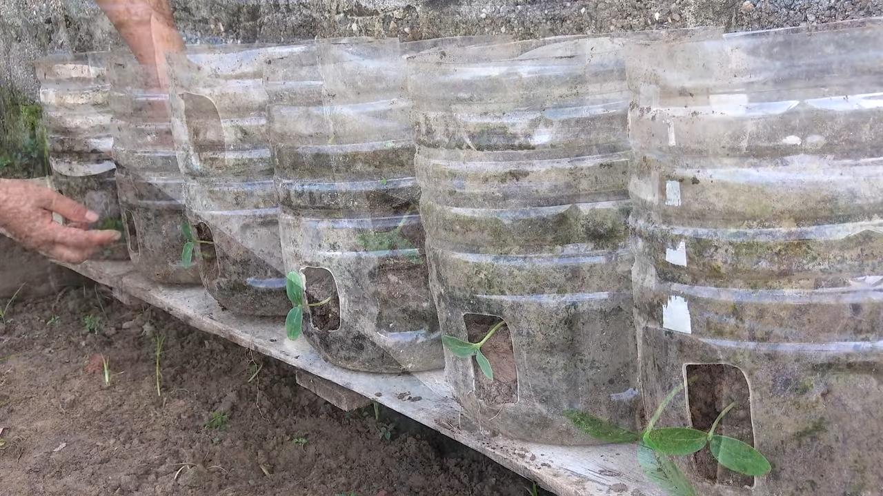 Cucumber garden harvest