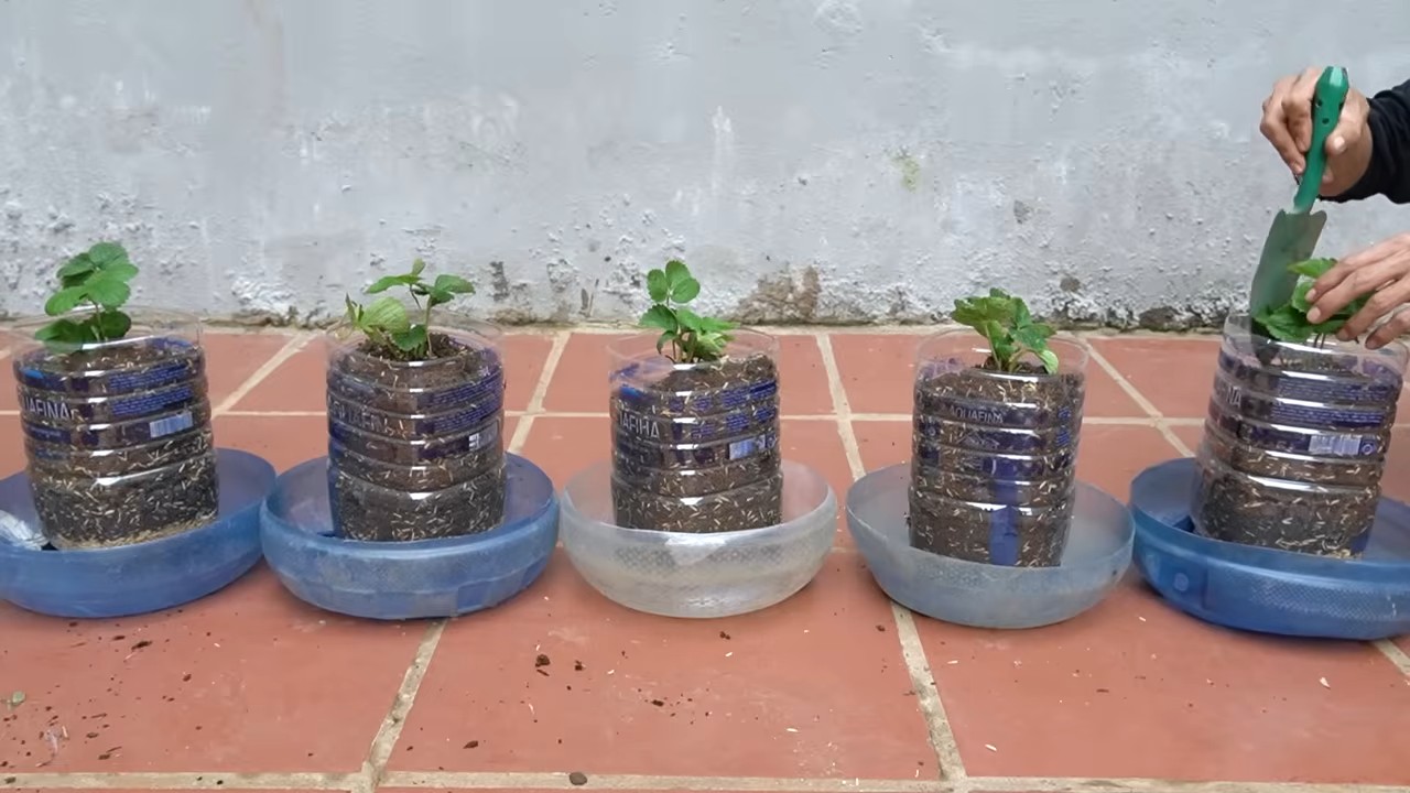 Strawberry harvest tips