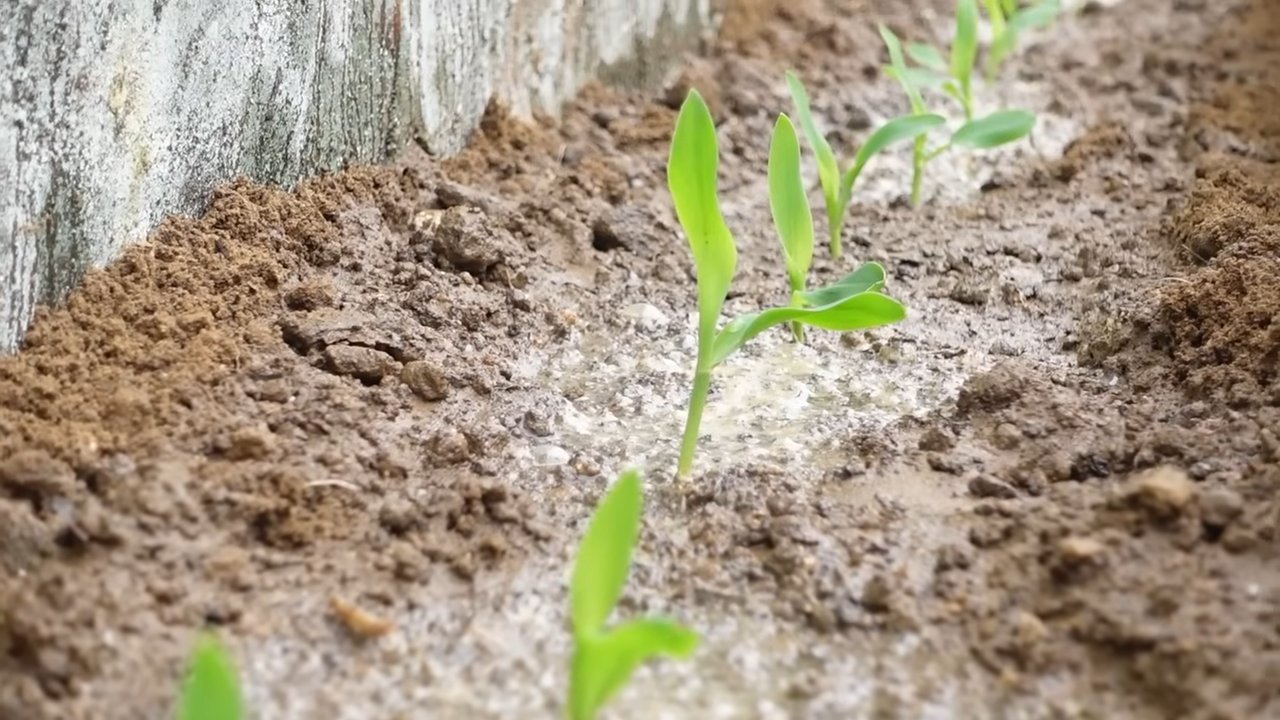 Concrete corn growing