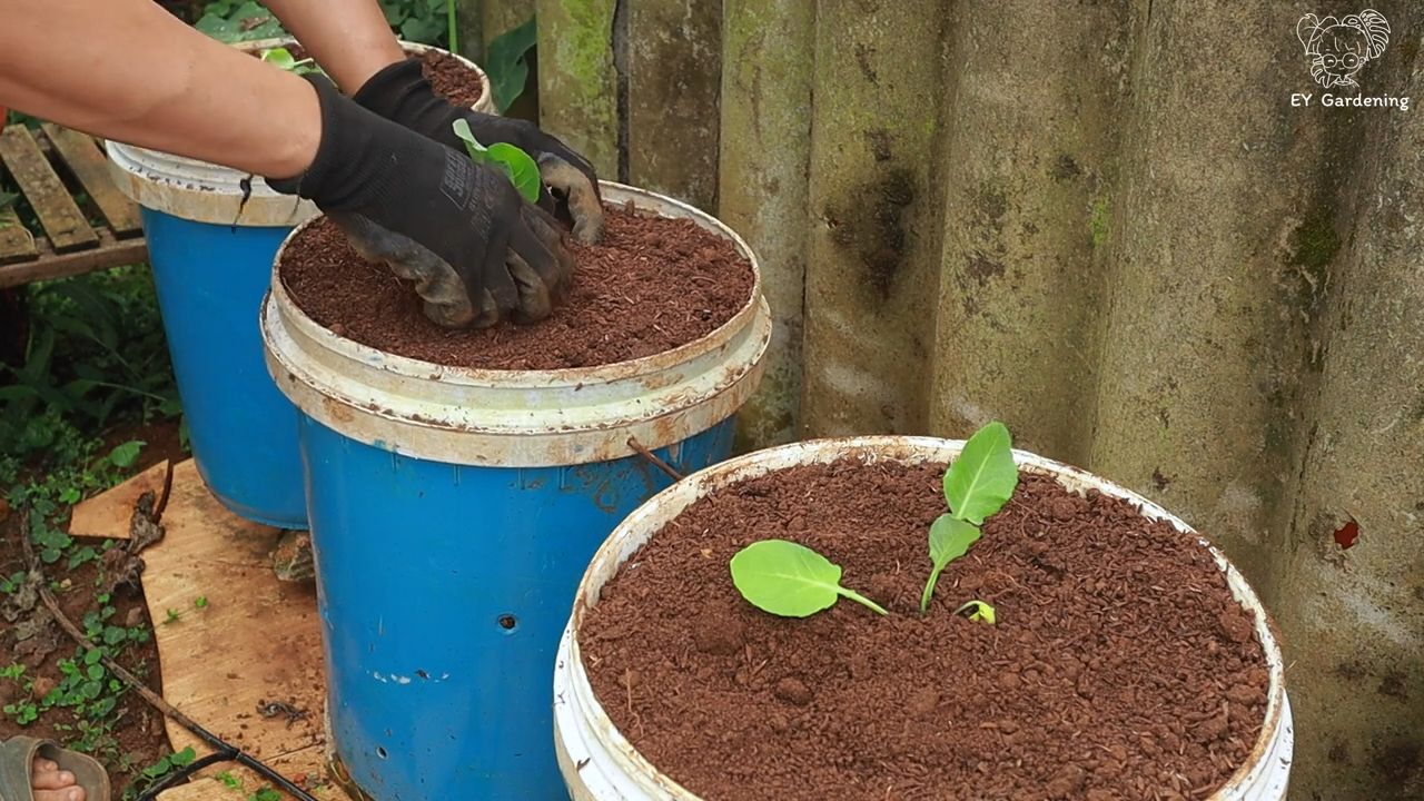 Container gardening cauliflower broccoli