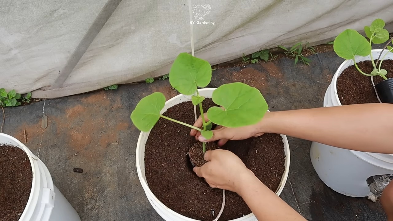 Hanging Melon Support DIY