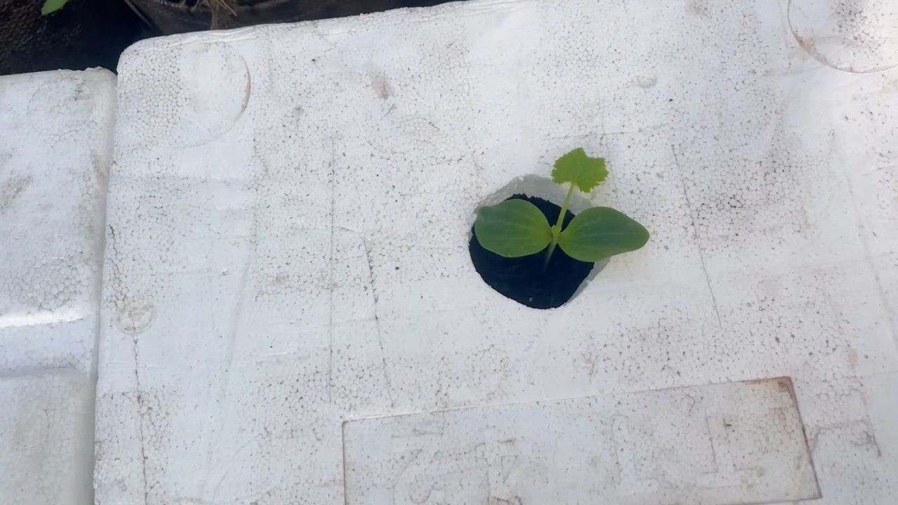 Easy zucchini growing solution