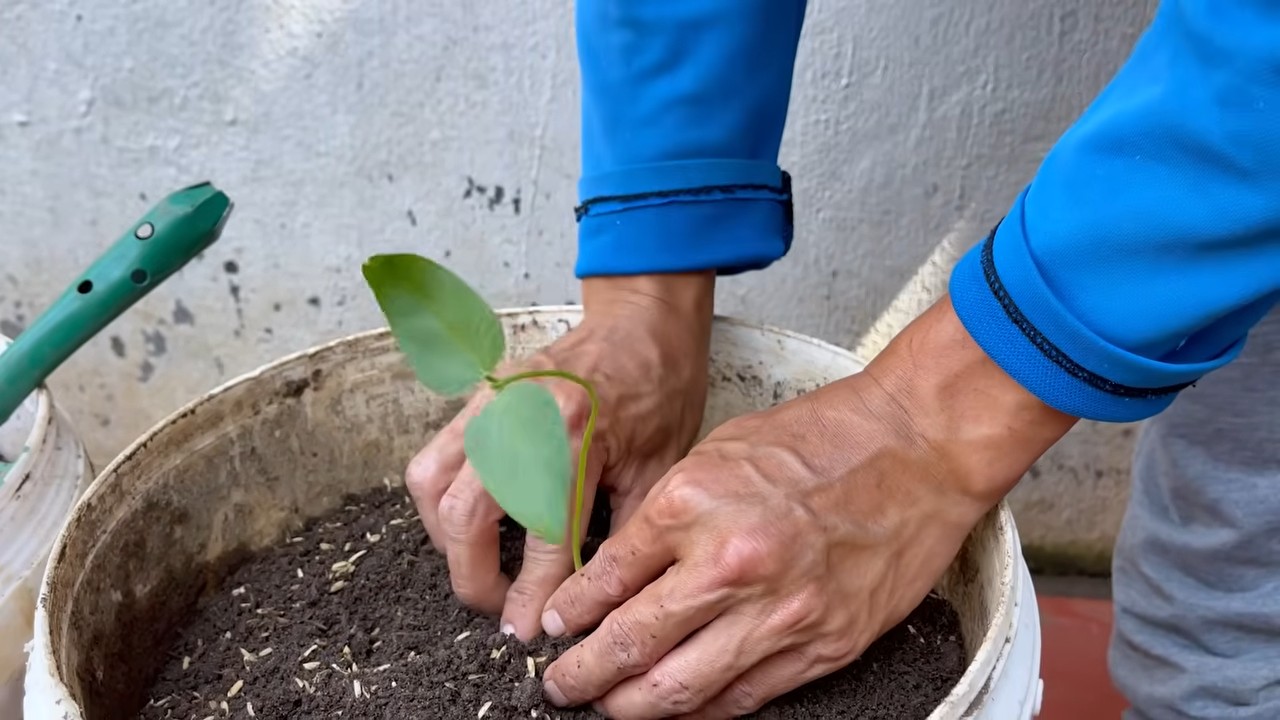 Growing Long Beans Easily