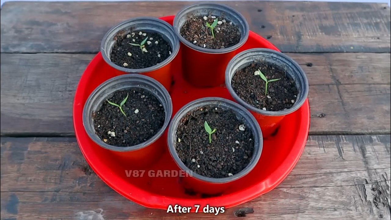 Container chili growing