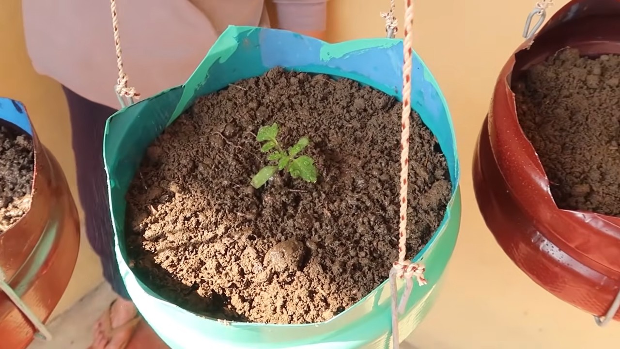 Stress-Free Tomato Growing