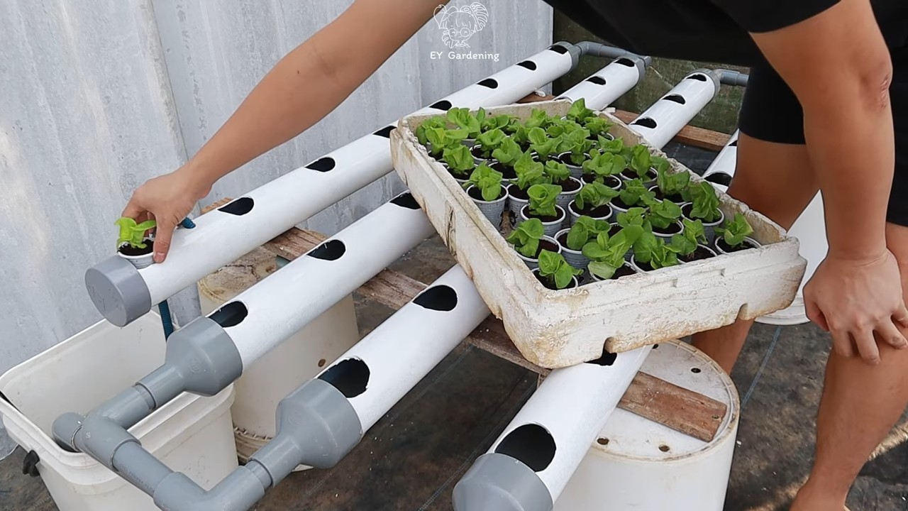 Water Only Lettuce Growing