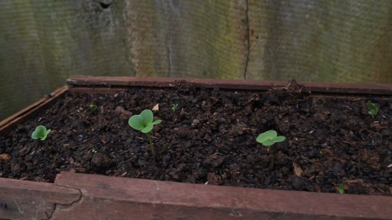 Growing radishes beginners